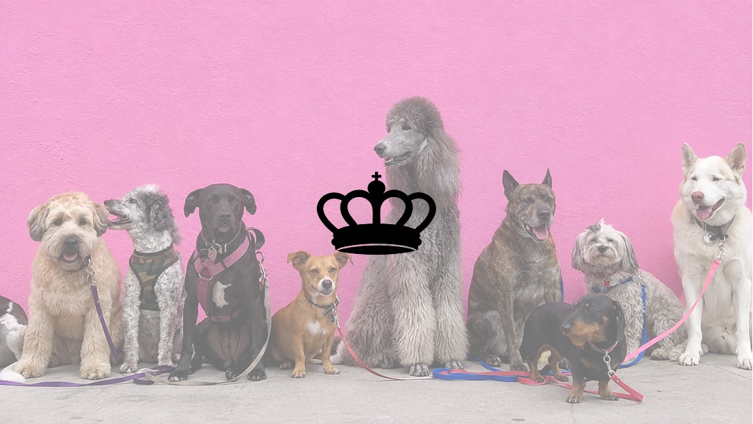 Royal Paws